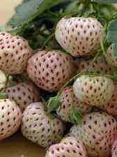 Rare plant racinesnue d'occasion  Montpellier-