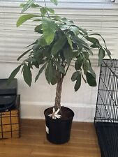 Money tree plant for sale  Sanford