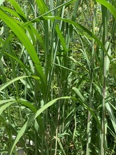 Miscanthus giganteus poly for sale  PENZANCE