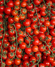 Samen tomate supersweet gebraucht kaufen  Stralsund-Umland I