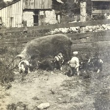 Vintage sepia photo for sale  Allen