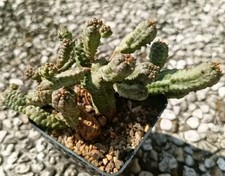 euphorbia trigona usato euphorbia trigona usato Vanzaghello