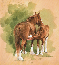 Mare foal vintage for sale  NELSON