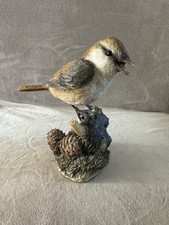 nightingale bird for sale nightingale bird for sale FAREHAM
