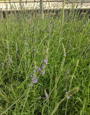 Sweet lavender large for sale  Carpinteria