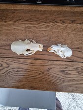 Mink muskrat skull for sale  NEWCASTLE
