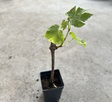 Grape cutting vine for sale  Baldwin Park