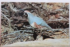 gambel quail for sale gambel quail for sale Wilmington