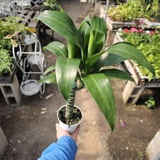 Dracaena black beauty for sale  West Covina
