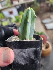 Minature tiny cacti for sale  San Lorenzo