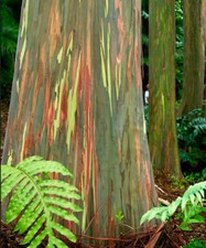 Eucalyptus deglupta rainbow usato  Napoli