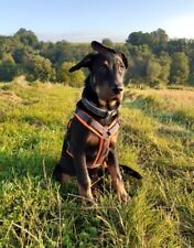 Hundegeschirre hundehalsbände gebraucht kaufen  Wetzlar