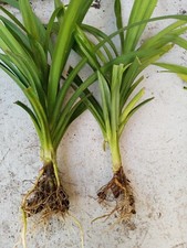 Pandan fragrant pandanus for sale  Vero Beach