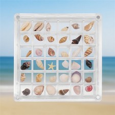 Caixa de coleção concha natural 33/36 grades acrílico magnética vitrine comprar usado  Enviando para Brazil