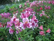 Peruvian lily plants for sale  Lummi Island