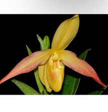 Phragmipedium eric young for sale  Daly City