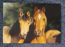 Pferde postkarte 2010 gebraucht kaufen  Hamburg