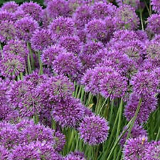 Allium lavender bubbles for sale  BOURNE