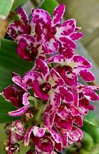 Rhynchostylis gigantea species usato  Spedire a Italy