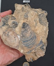 Versteinerte muscheln austern gebraucht kaufen  Berlin