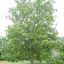 Pcs sycamore tree for sale  Denver