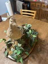 Taxidermy pheasant for sale  Saint Francis