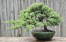 Japanese dwarf juniper for sale  Fort White