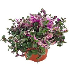 Pflanze tradescantia quadricol gebraucht kaufen  Seesbach