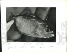 1993 press photo for sale  Memphis