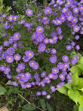 Schöne winteraster lila gebraucht kaufen  Altenkunstadt