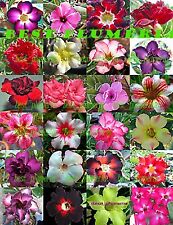 Adenium obesum desret d'occasion  Expédié en Belgium