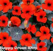 Nasturtium tom thumb for sale  DONCASTER