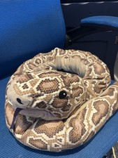 Ikea djungelskog snake for sale  MALDON