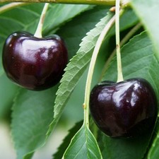 Ktavia kirschbaum aromatische gebraucht kaufen  Detmold