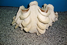 Tridacna squamosa giganta usato  Cesena