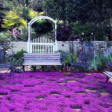 20000 magic purple for sale  Casper