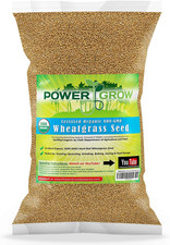 Organic wheatgrass seed for sale  Jasper