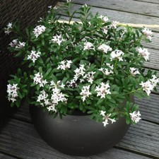 Daphne plants eternal for sale  IPSWICH