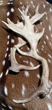 Fallow deer antlers for sale  Kyle