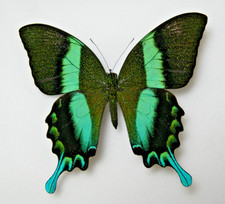 Papilio blumei butterfly for sale Papilio blumei butterfly for sale  LIVERPOOL
