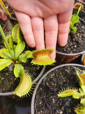 Vft venus flytrap d'occasion  Miribel
