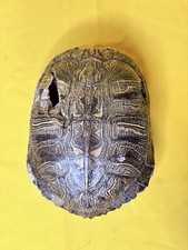 8.5 turtle shell for sale  Purvis