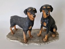 dobermann for sale dobermann for sale BRADFORD