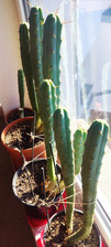 Trichocereus echinopsis macrog gebraucht kaufen  Plauen