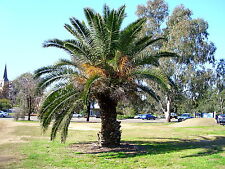 Phoenix canariensis hardy for sale  Walterboro