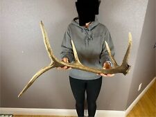 Elk shed antler for sale  Moscow