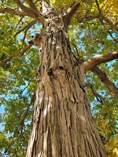 Shellbark hickory tall for sale  Livingston