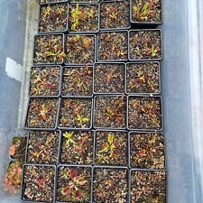 Young dionaea muscipula for sale  STOWMARKET