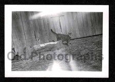 farm kitties for sale farm kitties for sale Saginaw