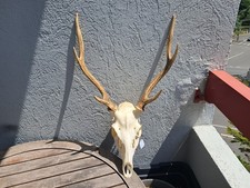 Crâne cerf sika d'occasion  Lorient